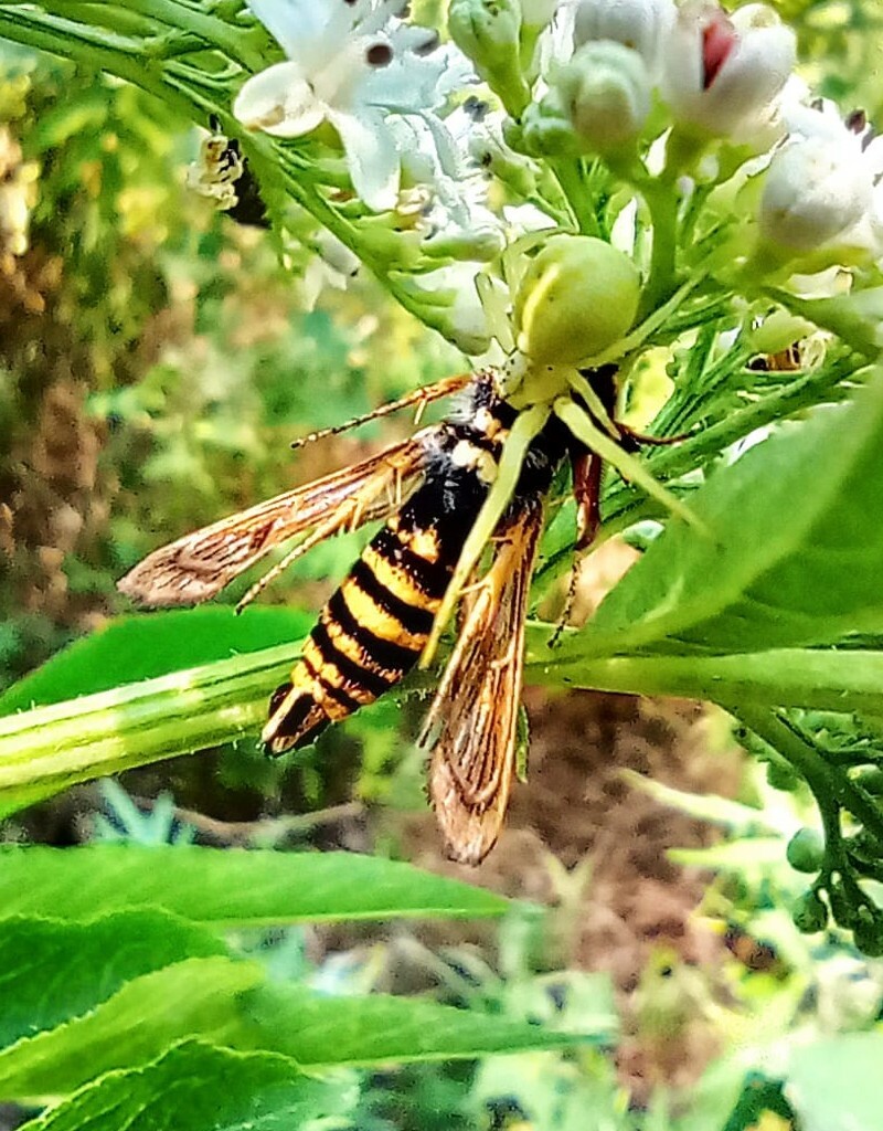 Bembecia sp.